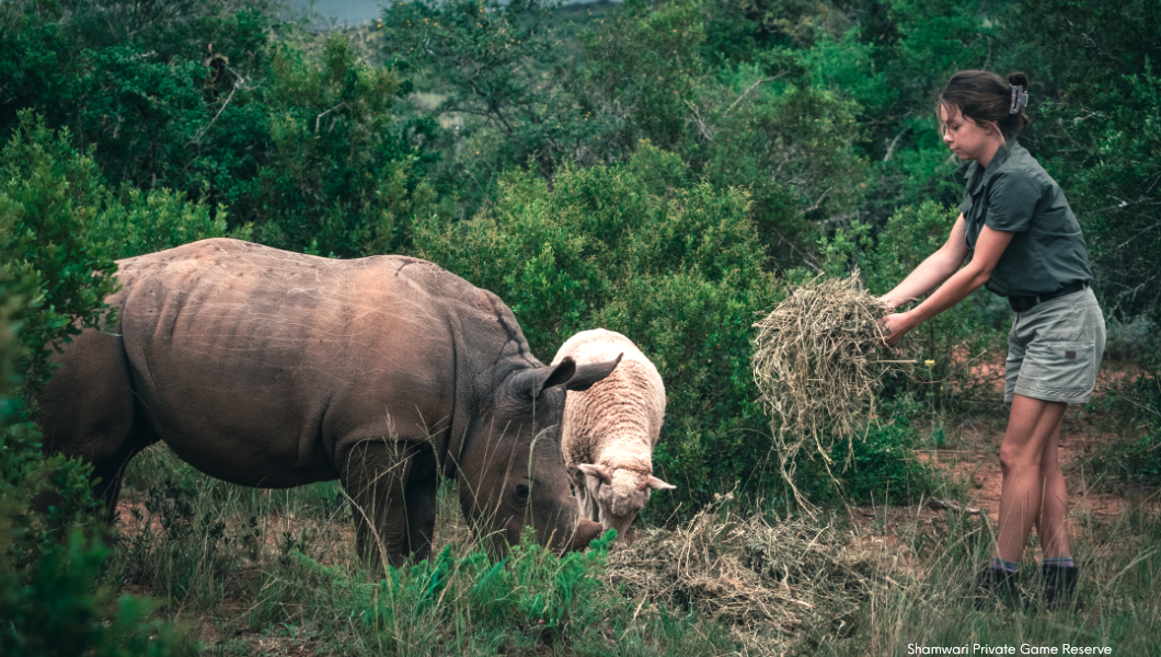 rhino_and_sheep